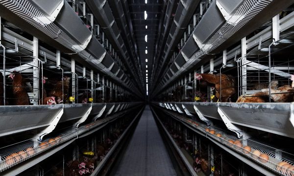 armes_Huhn_5 Arte Doku Armes Huhn